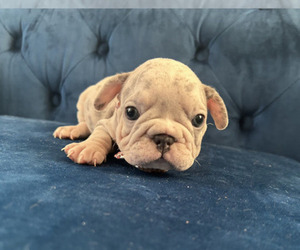 French Bulldog Puppy for sale in MALIBU, CA, USA