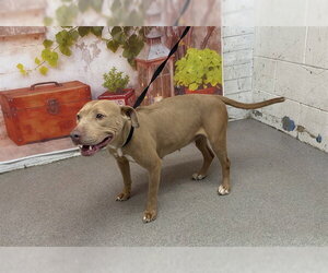 Mutt Dogs for adoption in San Bernardino, CA, USA