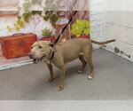 Small Mutt
