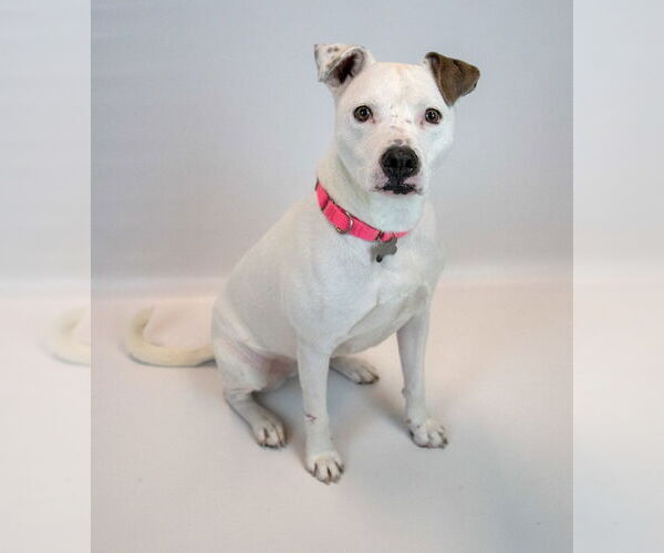 Medium Photo #2 Bulldog-Unknown Mix Puppy For Sale in Kennesaw, GA, USA