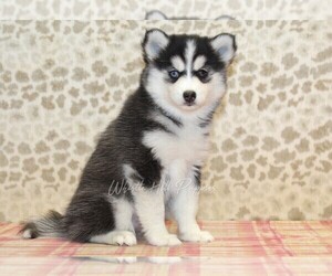 Pomsky Puppy for sale in DENVER, PA, USA