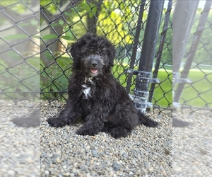 Goldendoodle (Miniature) Puppy for sale in KEENE, NH, USA