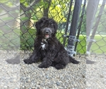 Small Goldendoodle (Miniature)
