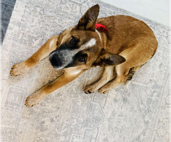 Medium Photo #5 German Shepherd Dog-Unknown Mix Puppy For Sale in Princeton, MN, USA