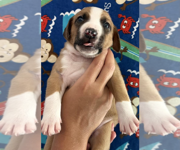 Medium Photo #2 Mutt Puppy For Sale in Rockville, MD, USA