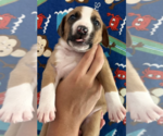 Small #1 Mutt