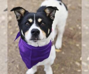 Mutt Dogs for adoption in San Antonio, TX, USA