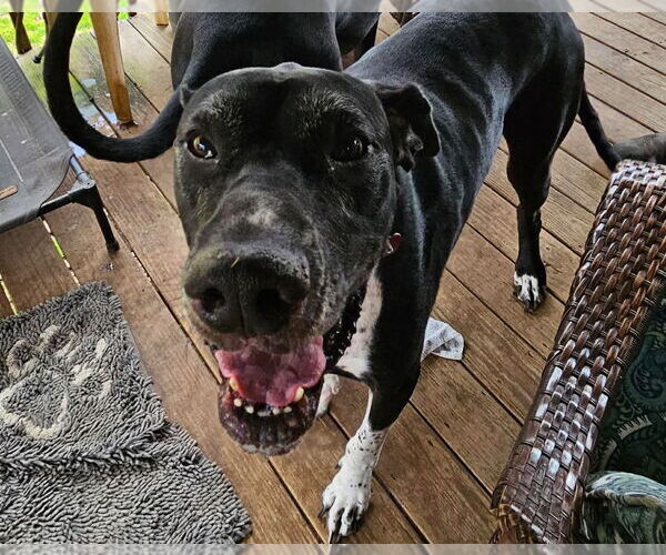 Medium Photo #5 Great Dane Puppy For Sale in Bullard, TX, USA