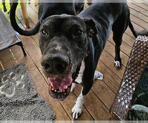 Wilson - Male Great Dane Dog for Adoption - Photo #5