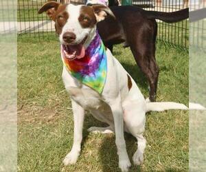 Mutt Dogs for adoption in San Antonio, TX, USA