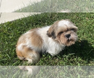 Father of the Shih Tzu puppies born on 08/20/2021