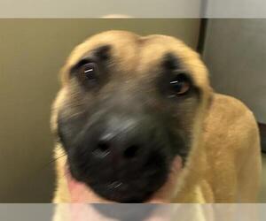 American Pit Bull Terrier-Unknown Mix Dogs for adoption in Bakersfield, CA, USA