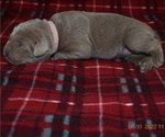 Small Photo #8 Labrador Retriever Puppy For Sale in EVERSON, WA, USA