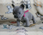 Small Photo #10 French Bulldog Puppy For Sale in SPOKANE, WA, USA