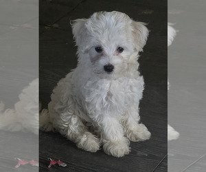 Maltipoo Puppy for sale in NEWNAN, GA, USA