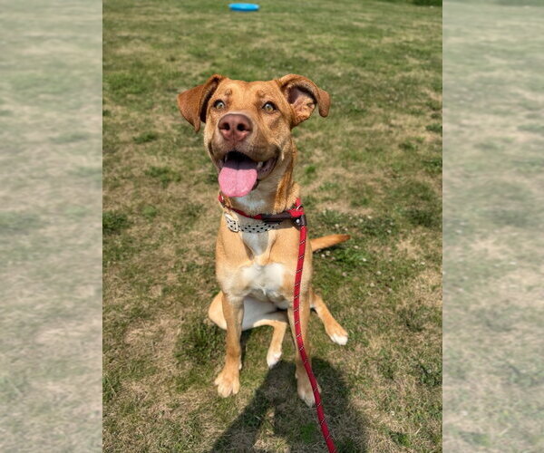 Medium Photo #3 American Staffordshire Terrier-Unknown Mix Puppy For Sale in Pierceton , IN, USA