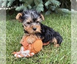 Small #4 Yorkshire Terrier
