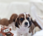 Small Photo #1 Basset Hound Puppy For Sale in BUENA PARK, CA, USA