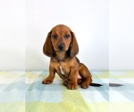 Small #3 Dorgi