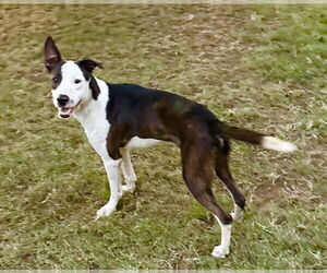 Mutt Dogs for adoption in Phoenix, AZ, USA