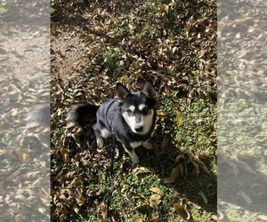 Alaskan Klee Kai Puppy for Sale in GLENDALE, Arizona USA