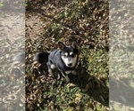 Small Photo #1 Alaskan Klee Kai Puppy For Sale in GLENDALE, AZ, USA