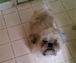 Small Photo #10 Shih Tzu Puppy For Sale in SAINT CHARLES, MO, USA