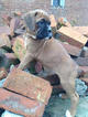 Small Photo #1 Boxer Puppy For Sale in CHAMBERSBURG, PA, USA