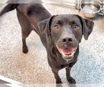 Small #1 Labrador Retriever Mix