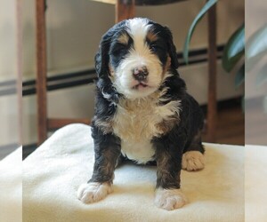 Bernedoodle Puppy for Sale in NEW ENTERPRISE, Pennsylvania USA