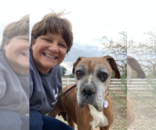 Medium Photo #3 Boxer Puppy For Sale in  Ramona, CA, USA
