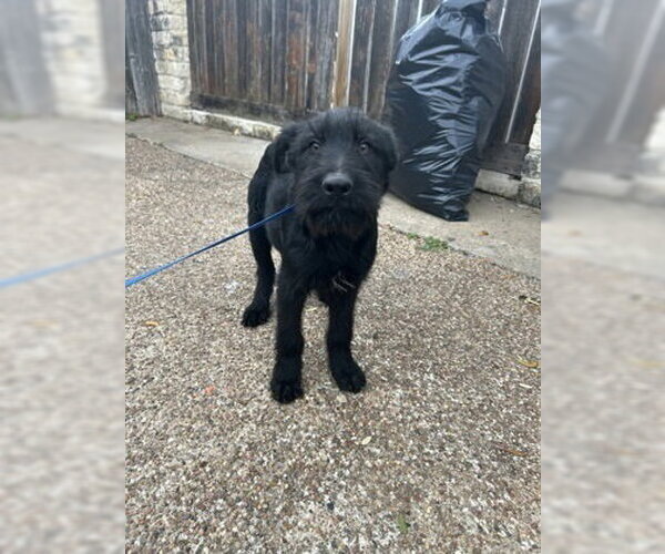 Medium Photo #3 GIANT SCHNAUZER -Unknown Mix Puppy For Sale in Oak Bluffs, MA, USA