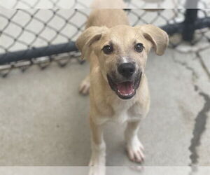 Shepradors Dogs for adoption in Tulsa, OK, USA