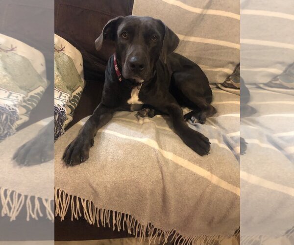 Medium Photo #16 Labrador Retriever Puppy For Sale in Rosenberg, TX, USA