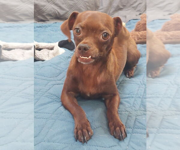 Medium Photo #3 Chihuahua-Unknown Mix Puppy For Sale in Lakewood, CO, USA