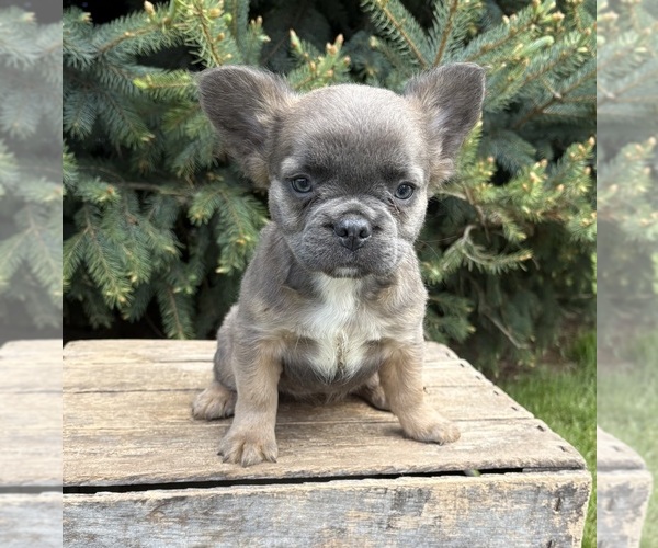Medium Photo #4 French Bulldog Puppy For Sale in MIDDLEBURY, IN, USA