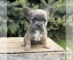 Small #3 French Bulldog
