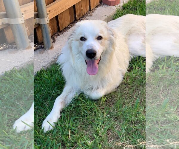 Medium Photo #4 Great Pyrenees Puppy For Sale in Spring, TX, USA