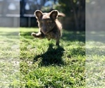 Small Photo #2 Border Collie-Poodle (Miniature) Mix Puppy For Sale in NAVAL BASE VENTURA COUNTY, CA, USA