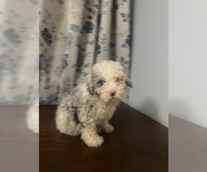 Goldendoodle (Miniature) Puppy for sale in DURHAM, CT, USA