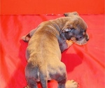 Small Photo #9 American Bully Puppy For Sale in TRENTON, NJ, USA