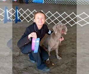 Father of the Weimaraner puppies born on 07/08/2021