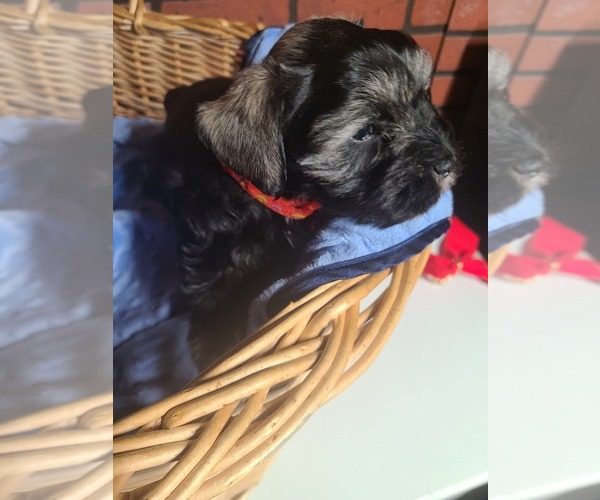 Medium Photo #4 Schnauzer (Miniature) Puppy For Sale in HUMESTON, IA, USA