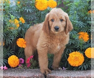 Goldendoodle Puppy for sale in FREDERICKSBG, OH, USA