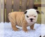 Small Photo #1 Bulldog Puppy For Sale in LAKE GROVE, OR, USA