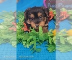 Small #1 Yorkshire Terrier