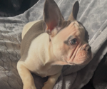 Small #2 French Bulldog