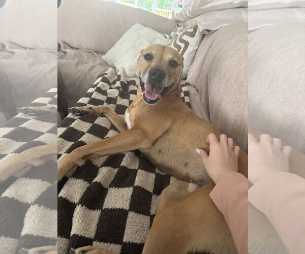 Medium Photo #3 Black Mouth Cur-Boxer Mix Puppy For Sale in Valrico, FL, USA
