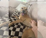 Small #2 Black Mouth Cur-Boxer Mix