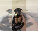 Puppy Green collar Doberman Pinscher